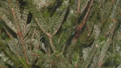 Army Corps seeks Christmas tree donations for Arkansas lakes
