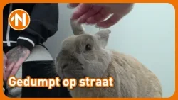 Konijn Jort is op straat gevonden Konijn Jort is op straat gevonden