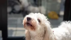 Veterinarian warns that white-coated dogs face a higher risk of skin cancer