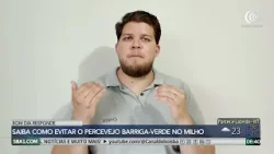 Bom Dia Responde fala sobre manejo contra o percevejo barriga-verde
