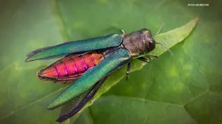 Invasive beetle threatening Washington trees