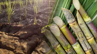 Sugar industry forecasts 10% production drop due to drought and pests