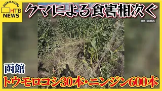 函館の畑でクマにトウモロコシ約30本とニンジン約600本食い荒らされる　２日前もニンジン約1200本食害