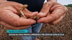 Excesso de chuva provoca preocupação e prejuízos na safra de soja de MT Excesso de chuva provoca preocupação e prejuízos na safra de soja de MT