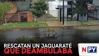 Jaguar rescued while roaming