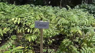 ReLeaf TT Programme Targets 236,000 Trees In Forest Restoration Drive