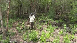 19 Minutes Le Point - La Forêt nous protège: Comment la prtéger à notre tour