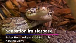 Sensation im Tierpark - Baby-Boas zeigen Schlangen in neuem Licht