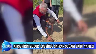 KIRŞEHİRİN MUCUR İLÇESİNDE SAFRAN SOĞANI EKİMİ YAPILDI