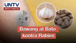 Bawang at Bato: Pwede bang first aid kontra rabies?