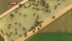 Bemis Honey Bee Farm hosting Arkansas Bee Day in Little Rock this weekend
