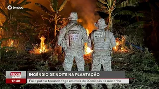 Police burn more than 30,000 marijuana plants in plantation | #NovaGeral