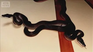 Two Kawasaki pythons "escaped" and still haven't been found after two days; heavy rain may have a...