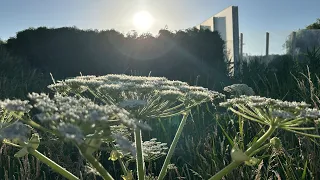 Giant hogweed and Japanese knotweed: a risk to public health and biodiversity