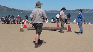 Decapitated sea lion found at SF's Ocean Beach