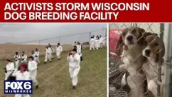 Взлом фермы Риджлан, штурм предприятия в Висконсине активистами по защите прав животных | FOX6 Ne...