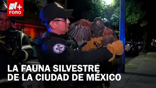 What is happening with the animals in CDMX? The truth behind the sightings