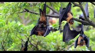 Bovine rabies outbreak in the south triggers alerts