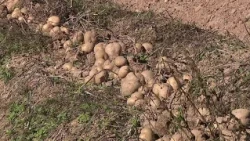 Spuds in season at Farmhouse Meats and Produce in Northumberland County