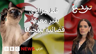 "روبير" قط جزائري يعيش محنة في بلجيكا
