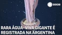 Rara água-viva gigante é registrada no mar da Argentina