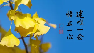 淨空老法師｜大經專修（二）｜讀經為什麼不能望文生義-第0147集
