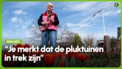 Westendorpse pluktuin voor het eerst vol tulpen: ‘Je merkt dat het in trek is’