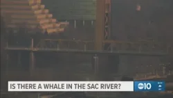 Is there a whale in the Sacramento River?