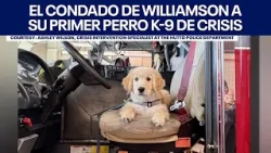 El condado de Williamson da la bienvenida a su primer perro K-9 de crisis. | FOX 7 Español El condado de Williamson da la bienvenida a su primer perro K-9 de crisis. | FOX 7 Español