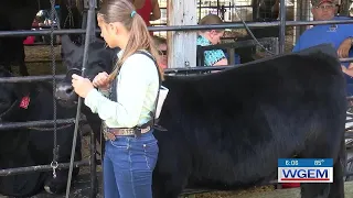 Marion County Fair Beef Show 2026