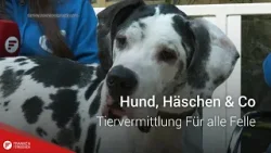 Tiervermittlung: Für alle Felle vom 16.01.2025