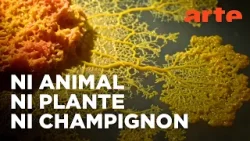 Le blob, un génie sans cerveau | Documentaire | ARTE
