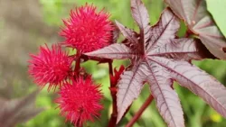 Mamma e figlia morte, ascoltati in questura Di Vita e la figlia Alice - 08/04/2026