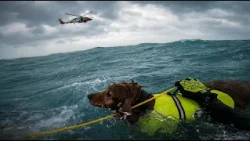 Dog and Owner Saved in Dramatic Ocean Rescue