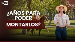 ¿Cuánto tiempo toma preparar un caballo peruano de paso?