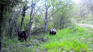 Bear in the Reserve, hunting suspended: Over one hundred fences installed