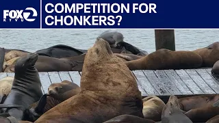 New steller sea lion spotted at Pier 39 | KTVU