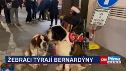 Týrání psů na ulici v Brně? Organizovaná skupina zneužívá ozdobené bernardýny k žebrotě