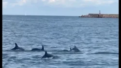 Meraviglia al porto di Bari: gruppo di delfini a caccia di prede. "Cerchio perfetto, grande tattica"