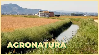 2026/07 31- AGRONATURA | Incendis, l'ocupació agrària a Alzira i el control de plagues en l'arròs