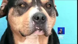 Perro sufrió inflamaciones en sus extremidades por agresiones | Noticias Televistazo | Ecuavisa Perro sufrió inflamaciones en sus extremidades por agresiones | Noticias Televistazo | Ecuavisa