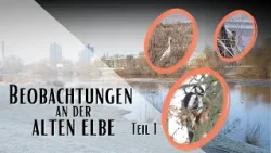 Meine tierischen Beobachtungen an der alten Elbe in Magdeburg