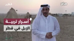 Secrets of Camel Breeding in Qatar: Traditional and Modern Treatments for Diseases.. and a Breede...