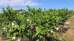 Florida Farmland for Sales Florida Farmland for Sales