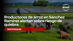 Rice farmers in Sánchez Ramírez warn of bankruptcy risk