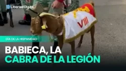 Babieca, la cabra de La Legión que debuta en el desfile del 12 de octubre