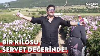 Features of the Isparta Rose🌹 | Day and Night