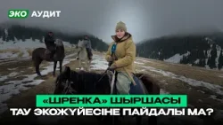 Алматыдағы орман шаруашылығының бүгіні | ЕСО Аудит Алматыдағы орман шаруашылығының бүгіні | ЕСО Аудит