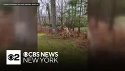 Video shows deer with antlers stuck in zip line on Long Island Video shows deer with antlers stuck in zip line on Long Island
