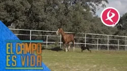 Inaghi, el semental estrella de María Mora | El campo es vida